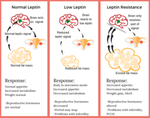 Leptin's role in fertility and hormonal regulation